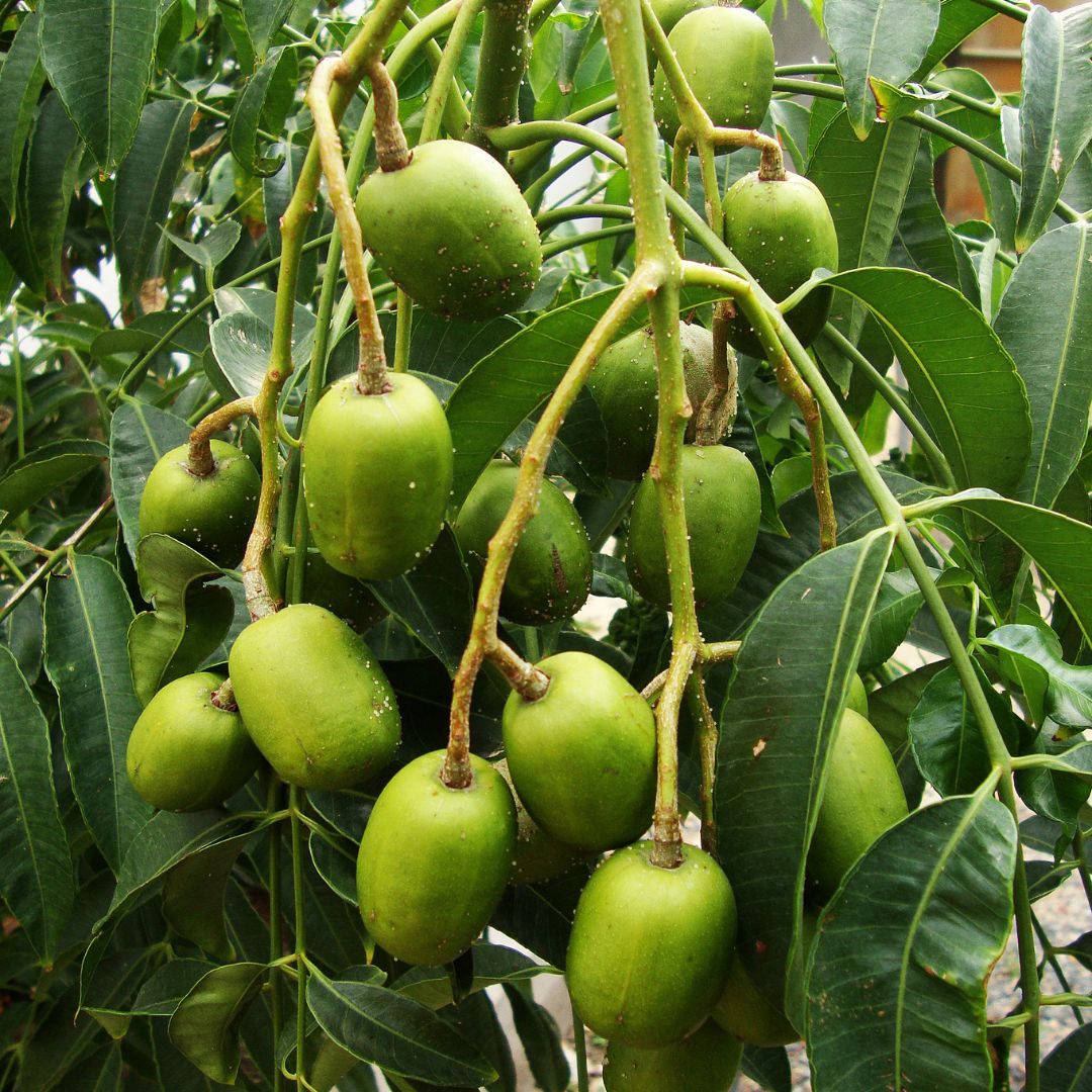 Salade de prune cythère : un plein de fraîcheur !